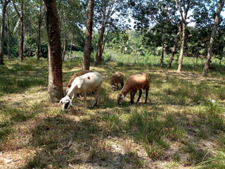 Integrated Farming System