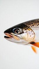 Trout isolated on white background