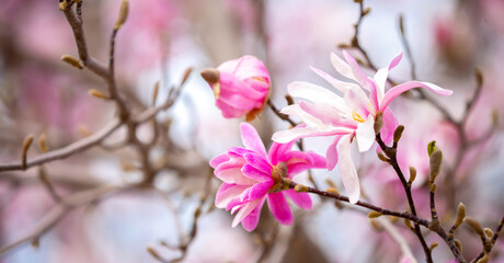 Fototapeta premium Blooming magnolia in spring. Beautiful buds of pink flowers close-up with blurred space for text.