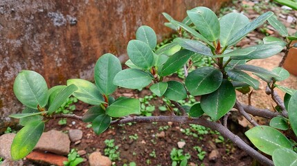 Ficus Retusa grows in the yard and is already old