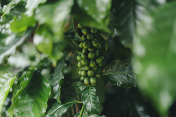 Green coffee at the coffee tree on a rainy day,Green Coffee Beans growing on tree