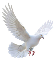 PNG A white pigeon animal bird dove.