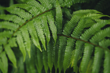 Dark green fern leaves on a rainy day, fern leaves background
