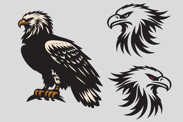 eagle vector and illustration
