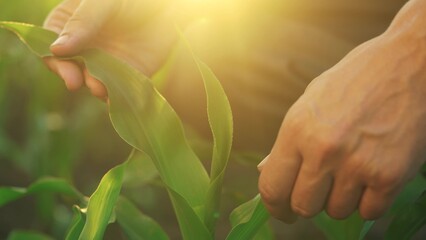 hands corn. the farmer's hands touch the leaves of young corn. corn leaves business concept. a...