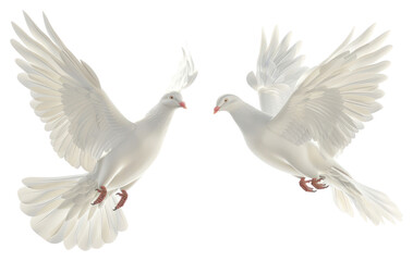 Obraz premium PNG Two white pigeon animal bird dove.