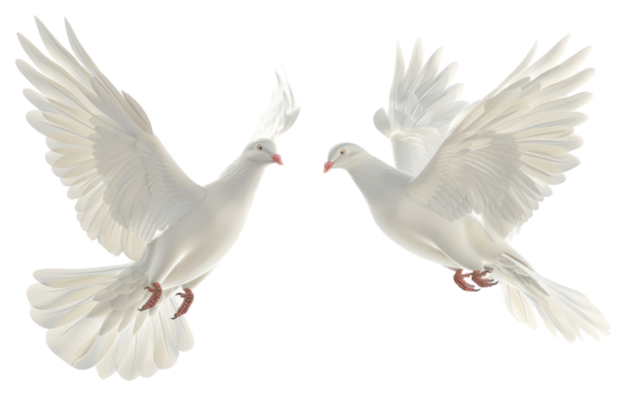 PNG Two white pigeon animal bird dove.