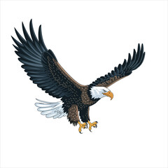 Obraz premium eagle vector and illustration