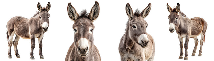 Four adorable donkey faces showcasing unique expressions transparent background