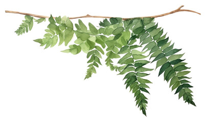 PNG Fern hanging nature plant.
