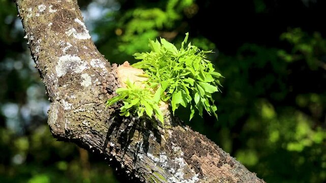 4k video for relaxing background, nature scene with wind breeze on green leaves of rainforest tree