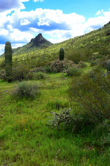 Naklejka premium After The rain Sonora Desert Arizona Picacho Peak State Park