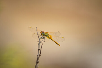 Red-veined darter (Sympetrum fonscolombii)