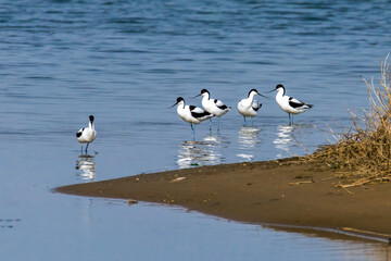 The Beidaihe wetland in Qinhuangdao city, Hebei province, China, welcomes the migratory anti-billed Snipe