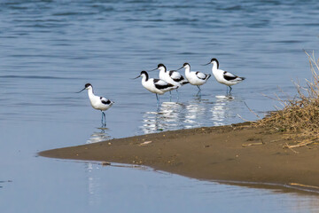 The Beidaihe wetland in Qinhuangdao city, Hebei province, China, welcomes the migratory anti-billed Snipe