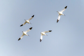 The Beidaihe wetland in Qinhuangdao city, Hebei province, China, welcomes the migratory anti-billed Snipe