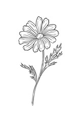 Vector doodle chamomile flower with leaves. Linear drawing of daisy in doodle style for design and decoration. Hand drawn linear drawing. Packaging, medicinal plant, drink, healthy tea.