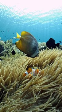 False Clown Anemonfish (Western Clownfish) - Amphiprion ocellaris, living in an anemone. Underwater world of Tulamben, Bali, Indonesia. 4k slow motion.