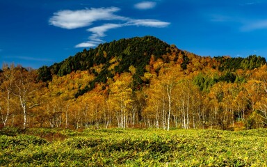 Naklejka premium 志賀高原、田ノ原湿原の遊歩道からの美しい紅葉の風景