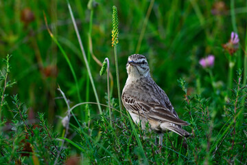 Tawny Pipit // Brachpieper (Anthus campestris)  - Blidinje National Park, Bosnia and Herzegovina