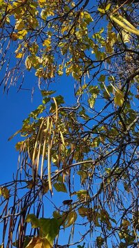 Beautiful autumnal tree against blue sky. Colorful leafage and long fruits hanging from the Catalpa tree. Catalpa or catawba is a genus of flowering plants in the family Bignoniaceae