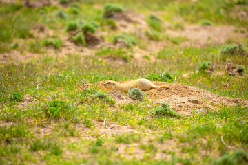 The gopher sits in the grass in the mountains, looks to the side, as if reading your text, studying, showing curiosity, interest. Copy space with place for text. Landscape with wild animals.