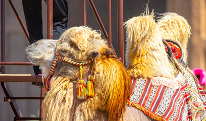 Bactrian camel on the background of historical places in Central Asia. A beautiful, elegant and...