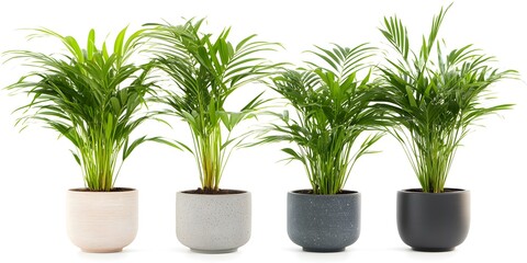 Obraz premium Four potted palm trees with different colored pots, isolated on white background.