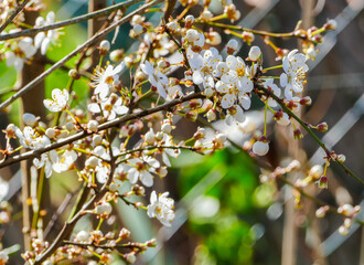 Weiße Zierpflaumenblüte Zierpflaume Zierpflaumenstrauch
