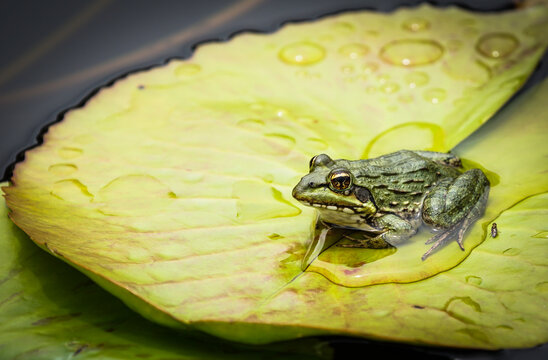 Cape river frog (Amietia fuscigula) in the pond sitting on a green lily pad in water in the wild at Harold Porter national botanical garden, Betty's bay, Western Cape, South Africa