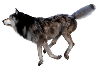 3D Rendering Gray Wolf on White