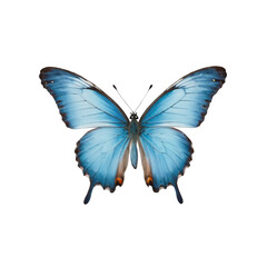 Obraz premium blue butterfly ,isolated on white background , transparent png image