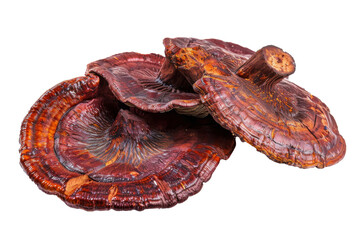 Dry reishi mushroom, isolated on transparent, highlighting its textured and earthy appearance