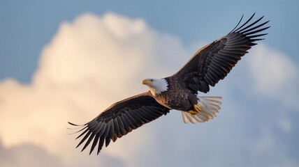 Obraz premium american eagle in flight