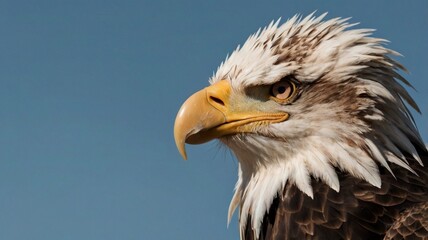 Fototapeta premium Majestic American Bald Eagle perched on a fence, showcasing its powerful profile and striking feathers in a natural wildlife setting