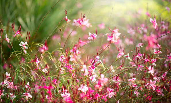 Gaura pink flowers blooming, garden design, spring gaura lindheimeri or whirling butterflies in Mediterranean garden, sun, dreamy inflorescence in a romantic country cottage garden, closeup. 