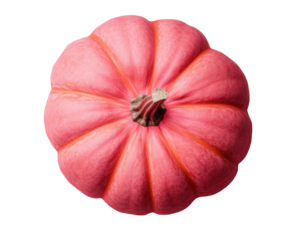 Unique pink pumpkin displayed against a clean white background