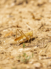 Locust close-up on plants. Locust invasion of agricultural fields. Exotic food of Asia.
