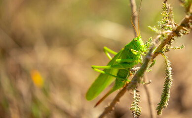 A green grasshopper sits in the grass on a bush. Great marsh grasshopper Stethophyma grossum, an endangered insect typical of wet meadows and marshes.