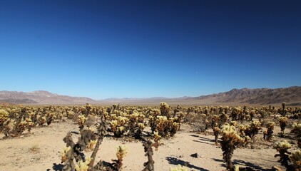Cholla Cactus Garden Kalifornien