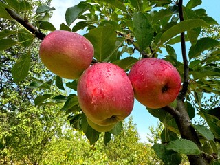 Apples tree with ripe red fruits in orchard 