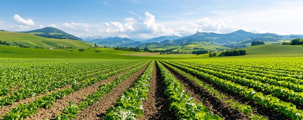 Eco-Friendly Organic Farming Landscape - Embracing Diversity in Crops for Sustainable Rural Development and Local Food Systems