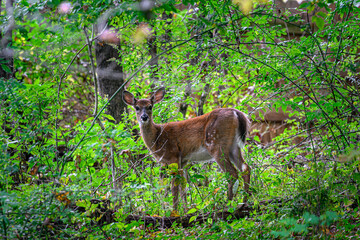 A Fawn with just a few of its Spots left is backlit in the woods at our home in Windsor in Upstate NY.  Autumn leaves surround this Whitetail Yearling.  