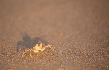 A crab on the beach is running on the white sand. Exotic animals in the resorts of tropical islands. The concept of a beach holiday in the tropics.