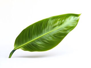 Fototapeta premium Single Green Leaf on White Background