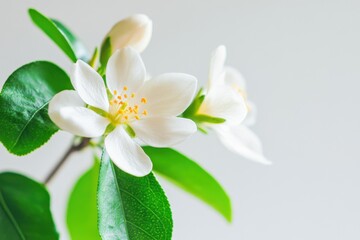 Delicate single orange blossom with vibrant green leaves arranged elegantly on a light background