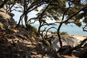 Le Bois de la Chaise sur l'&icirc;le de Noirmoutier (Vend&eacute;e - France)