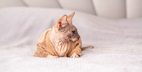 Egyptian sphinx cat in clothes sitting on bed. Close-up of hairless cat in warm sweater.