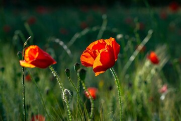 Obraz premium red poppies in the field