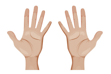 Human Hands Vector Illustration. Open Palms.
